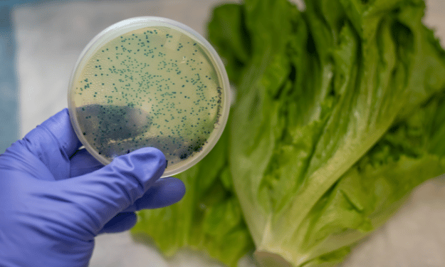 Pericolo biologico HACCP: come gestirlo efficacemente